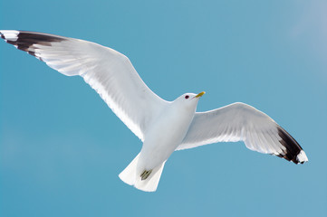 white seagul in blue sky