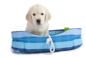 jeune chien dans son couchage bleu