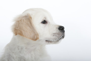 portrait de profil du jeune golden retriever