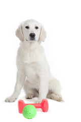 chien et ses jouets en plastic