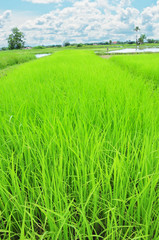 rice field and blue sky