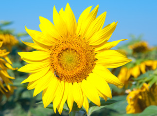 Fototapeta premium sunflower