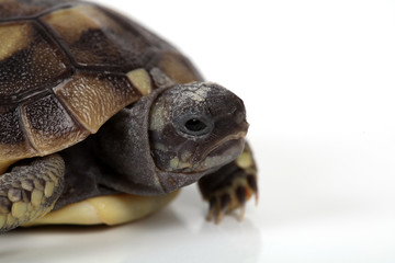 Schildkrötenbaby