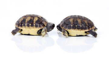 Obraz premium Begegnung