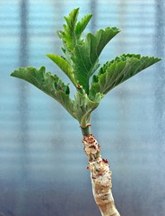cyphostemma juttae plante succulente de Namibie