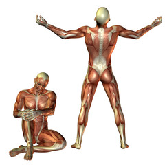 Muskelaufbau Mann sitzend und stehend
