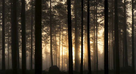 Fototapeta premium Sunset in foggy forest