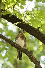 Song Thrush (Turdus philomelos)