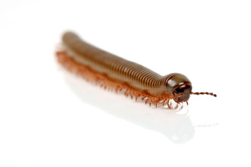 Tausendfüßer von Vorne