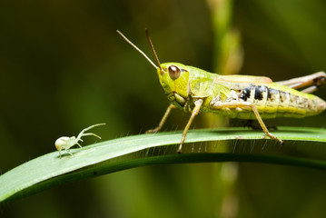Grasshopper and spider