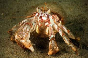 hermit crab move back under water in sea of japan