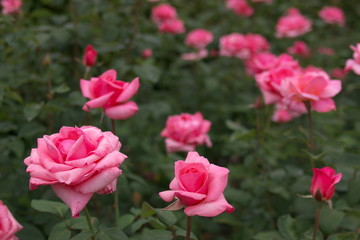 rose flowers in garden