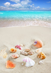 Fototapeta na wymiar Karaiby muszle piasek plaży tropikalnych wakacje letnie