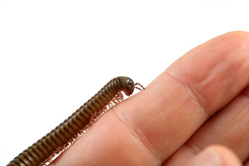 Tausendfüßler auf dem Finger