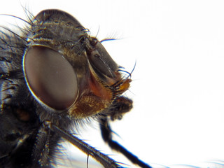 housefly head