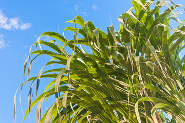 feuilles canne à sucre