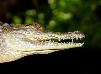 crocodile profile macro detail head portrait
