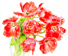 fire-red tulips. spring flowers bouquet