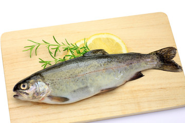 rainbow trout