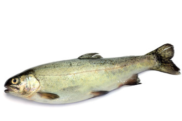 rainbow trout