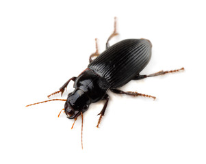 Ground beetle (Tachyta nana) isolated on white - Powered by Adobe