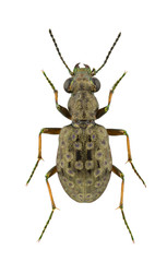 Elaphrus aureus