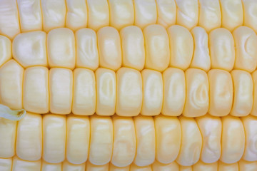 fresh corn