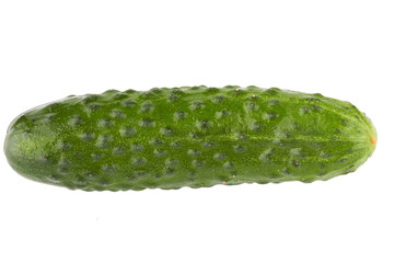 Cucumber