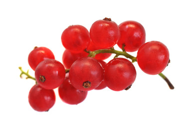 Redcurrant