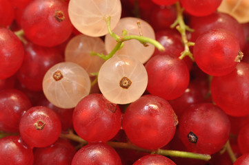 Redcurrant Background