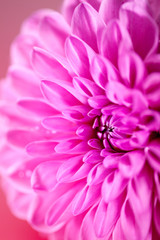 Close up of Dahlia flower.