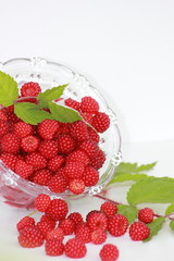 Beeren