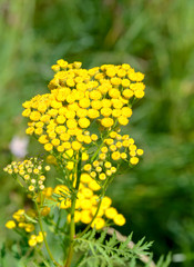 Tansy (Tanacetum vulgare) on the summer meadow