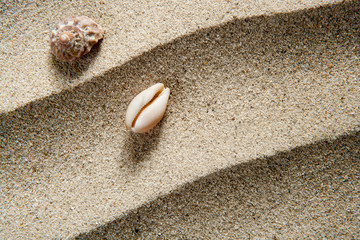 closeup macro shell sea snail beach sand wavy