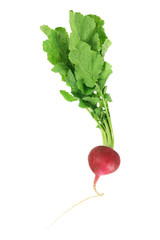 Red Radish