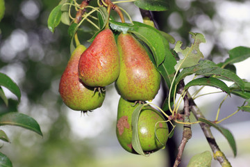 Pears