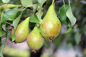 Pears