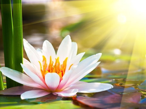 Fototapeta beautiful water lily in the light