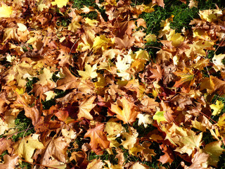 Herbststimmung