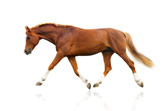 horse isolated