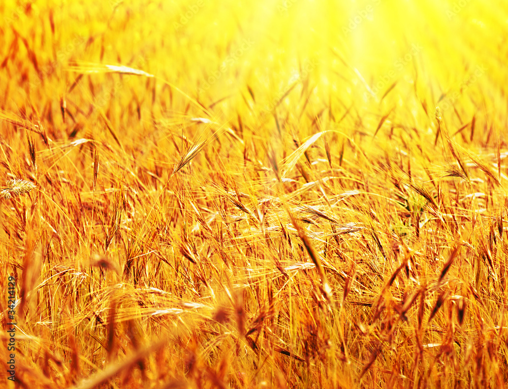 Poster sunny wheat field