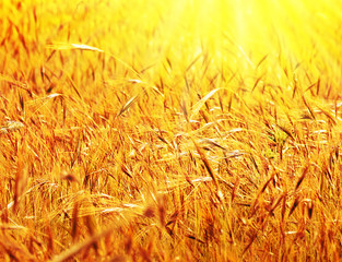 Sunny wheat field