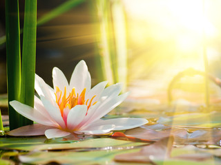 beautiful water lily in the light - obrazy, fototapety, plakaty