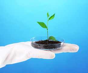 test tube with plants on blue background