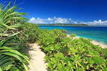 コマカ島の亜熱帯植物とコバルトブルーの海
