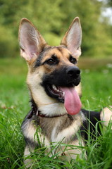 East European sheep-dog