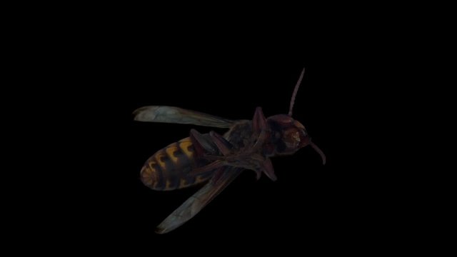 hornet isolated 03