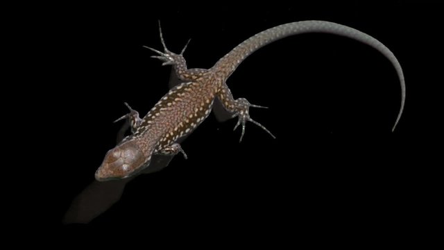 lizard isolated 01