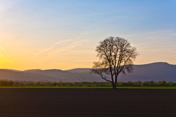 Obraz premium sunset with blue sky and tree