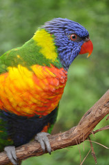 Rainbow Lorikeet on a Branch